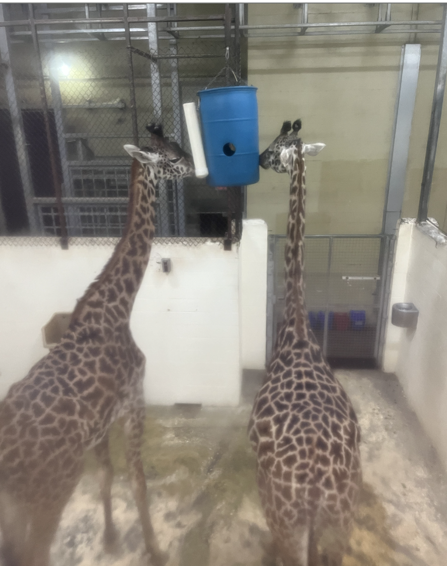 Part of the giraffe enclosure.